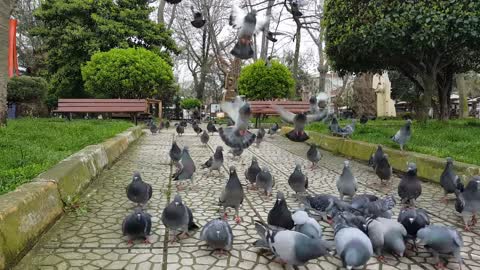 Cute beautiful pigeons party in the field