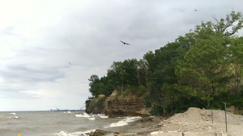 Vultures Fishing at the end of a storm