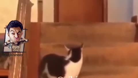 Cat slap Dog funny video 2022 🤣😳😳