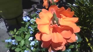 A planta crossandra é especial, pois faz florescer lindas flores laranjas! [Nature & Animals]