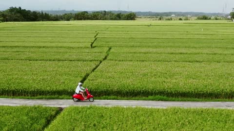 Relaxing Music With The Ricefield Beautiful Sceneries