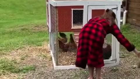 Hen Cute Funny Video | Best Funny Hen Videos | Funny Hens and Kittens