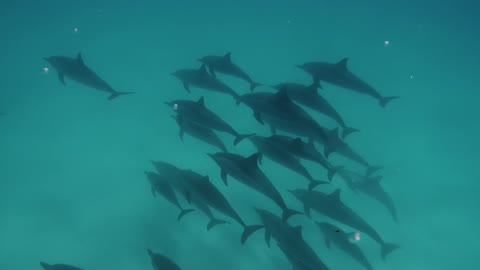 Cute dolphins flock deep into the sea