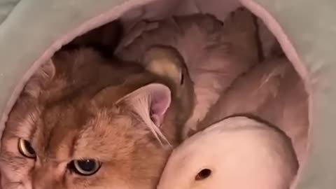 The_cute cat saved the duck click to watch the f