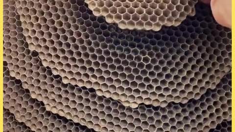 An amazing masterpiece bee hive, engineering marvel