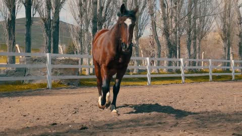 Beautiful Brown Horse in Training Session