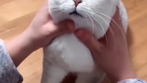 Most Satisfying Funny Cat Video 😂😂😂 #shorts