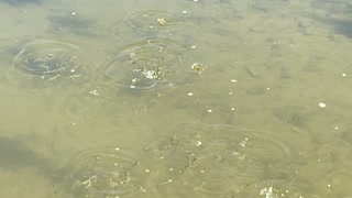 Minnows of the Humber River 5