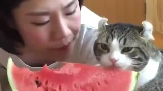 Funny Cat Eating Watermelon with her Owner