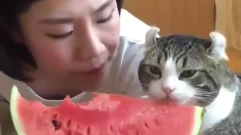 Funny Cat Eating Watermelon with her Owner