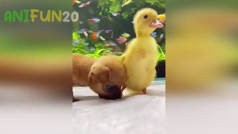 Funny Animal Videos Part #2