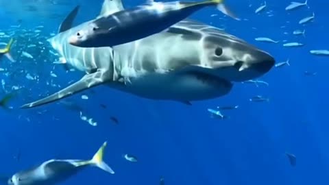 Great White Shark encounter 🫨🦈💙