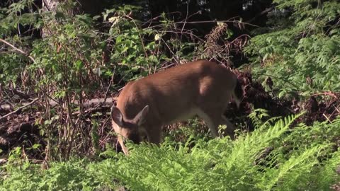 Deer's Eating Grass And Vegetables #cute deer