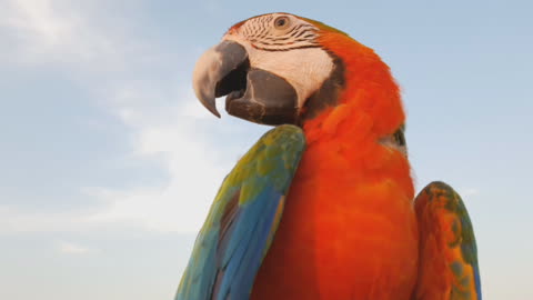 Close Up Of Blue And Gold Macaw Parrot Amazing