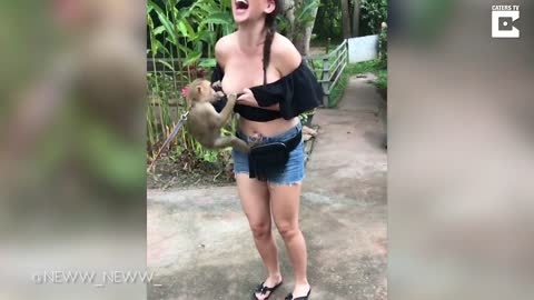 Cheeky Monkey Climbing On Tourist Pulls Down Her Top