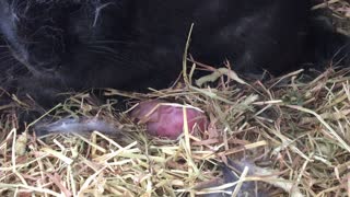 1 day old baby rabbits fed by mom