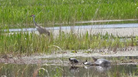 Bunch of turtles and a bird I captured on my Nikon P900