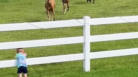 Cute Kiddo Summons Horse Herd!