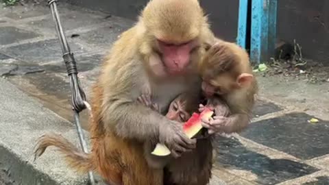 monkey eat banana and watermelonmonkey eat banana and watermelon