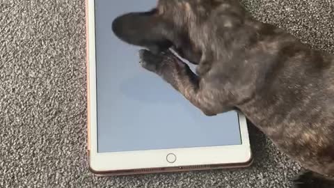 French Bulldog Puppy Plays Video Game On Owner's Tablet