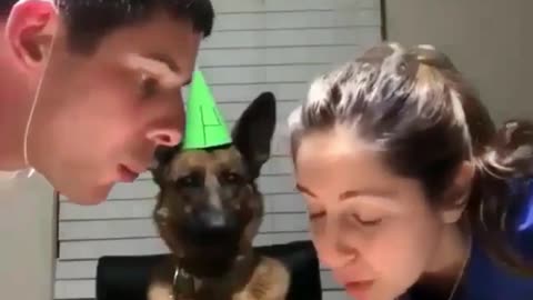 Celebrate the dog's birthday