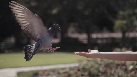 Feed the pigeons by hand