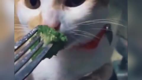 cat hates spinach