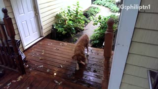 Golden retriever jumping around when he gets his toy