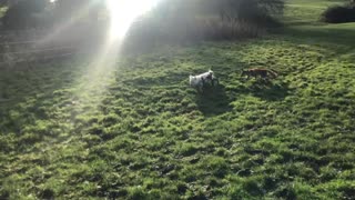 Blind Fox is guided by her new best friend, a westie on wheels