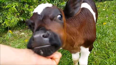 Cows Go Moo (Baby Edition) - WATCH CUTEST Compilation