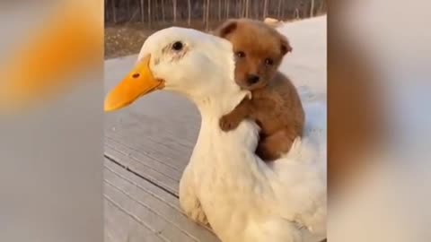 A DUCK AND A PUPPY, GREAT FRIENDSHIP !!