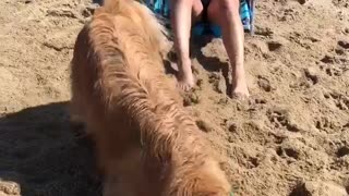 Dog Covers Owner with Sand at Beach