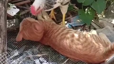 CHICKEN AND CAT PLAYING.