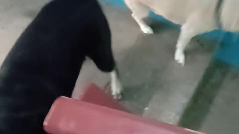 Two ĝirlfrends met cute dog 🐕