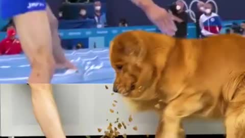 Golden retriever: step on my dog food 😡pooh! noting