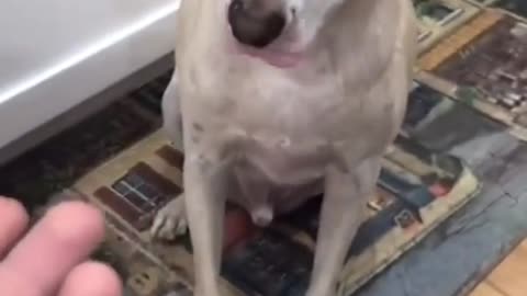 Blind Dog Get Eye After That His Reaction