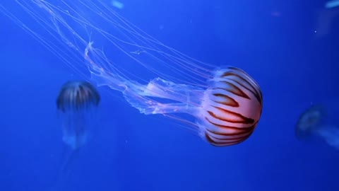Jellyfish Swimming Under Water