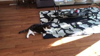 Cat wrestles with toy mouse