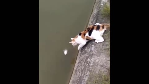 Cat trying to catch fish underwater