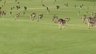 Game of Golf Interrupted by Hundreds of Kangaroos in Australia