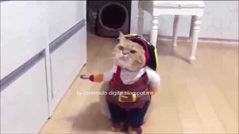 El gato pirata 😁😂😁