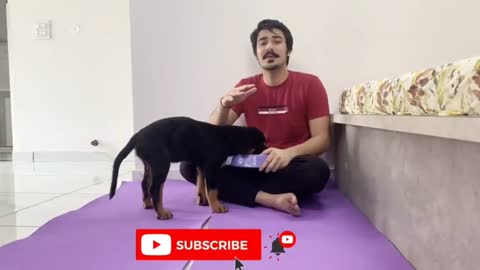 Dog Training Video