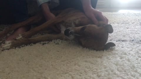 Dog Can’t Stop Crying When Owner Returns Home