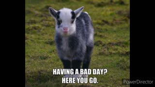 Laugh Your Head Off Goat Memes