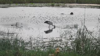 Openbill bird