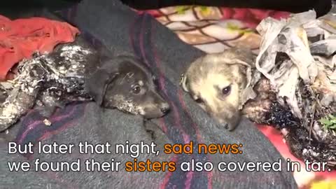 Covered in solid tar puppies trapped in their own bodies, only their eyes could move, rescued