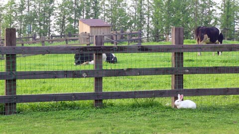 White Rabbit Standing Alone Near The Cows Fence