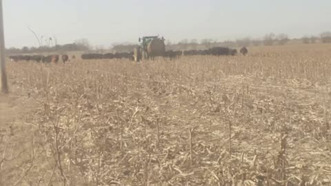 Old Fashioned Cattle Drive