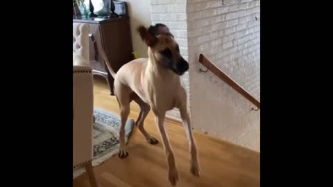 Great Dane's morning routine is extremely energetic