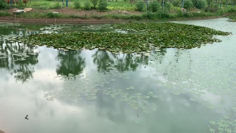 Lotus in the middle of the pond